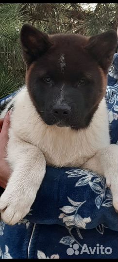 Щенки американской акиты