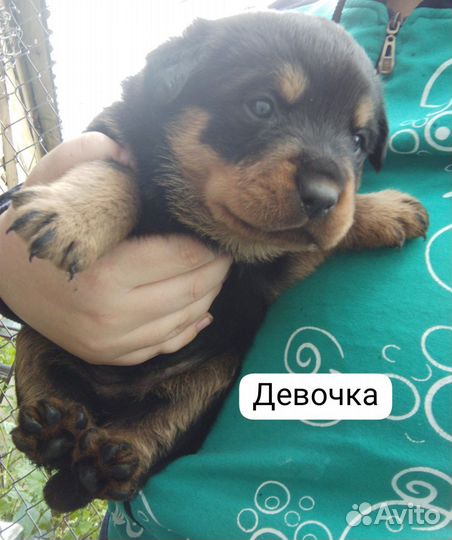 Щенки ротвейлера