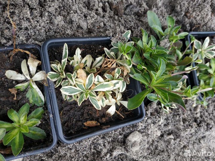 Арабис вариегатный многолетний