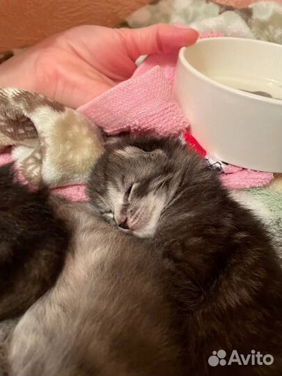 Котята в добрые руки