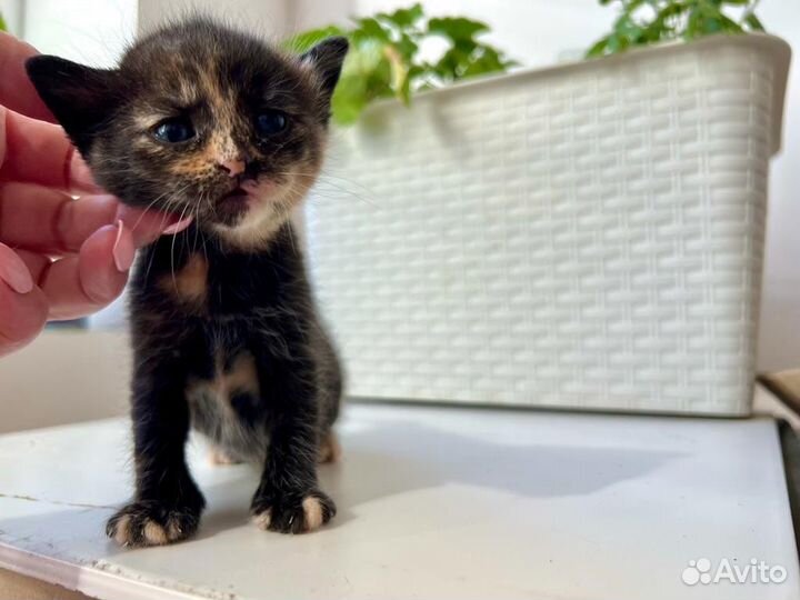 Кошки в добрые руки