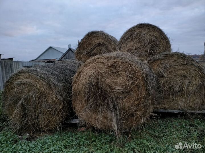 Продам сено в рулонах