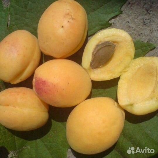 Саженцы Абрикоса (Ананасный)