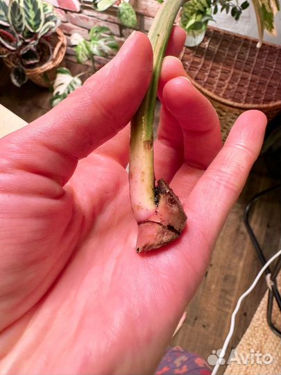 Филодендрон карамель марбл вариегатный и аглаонема