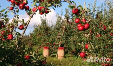 Сборщик яблок