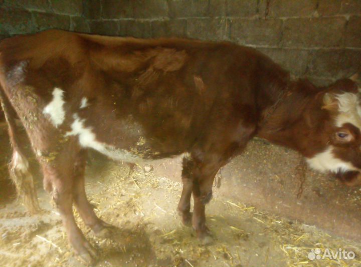 Бычки на откорм