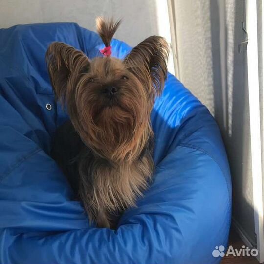 Животные, вязка