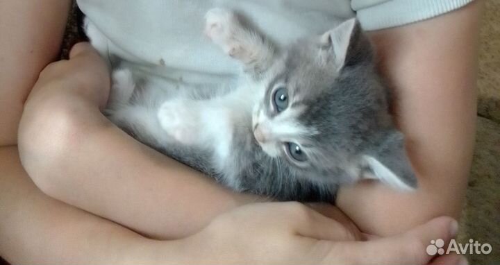 Котята в добрые руки бесплатно