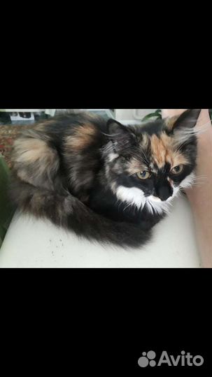 Кошка в дар