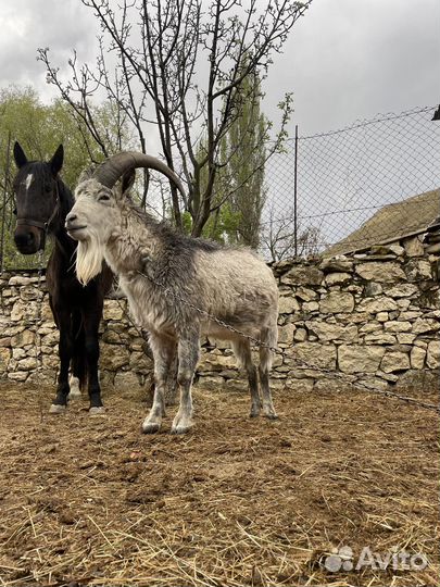 Тур козлатур