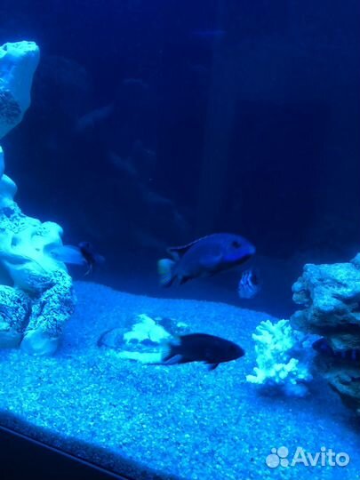 Ацеи Итунги