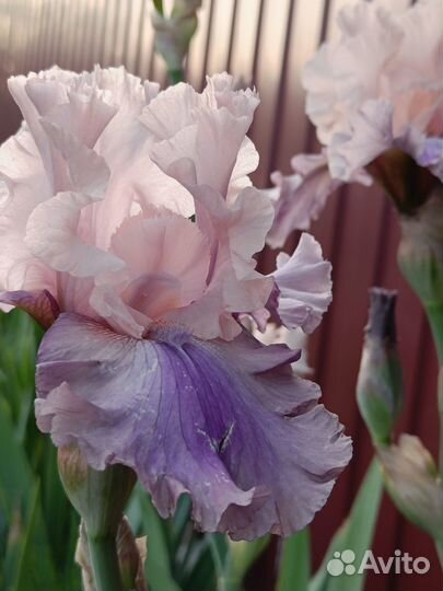 Ирисы бородатые
