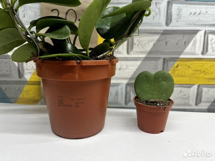 Хойя 12 И 6 диаметр