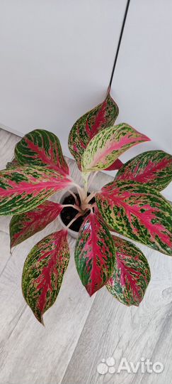 Аглаонемы сортовые