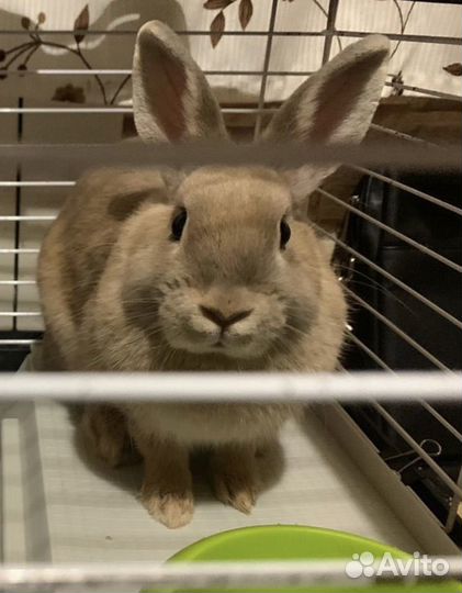Кролик девочка на Вязку(Случку)