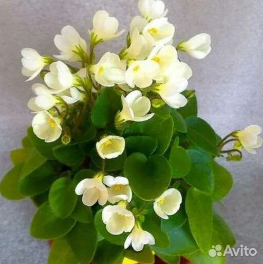 Фиалки-трейлеры