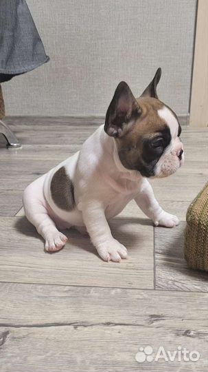 Французский бульдог щенки