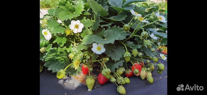 Клубника ремонтантная