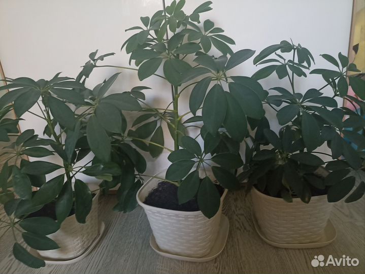 Шефлера 3 шт