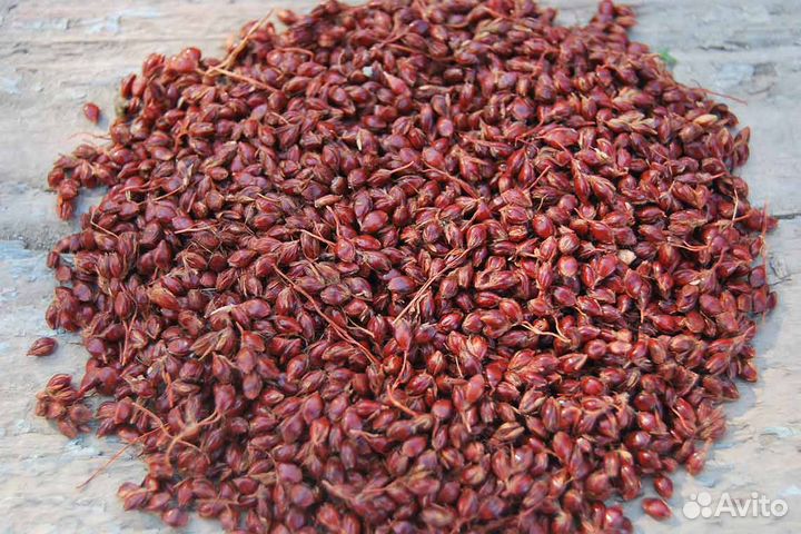 Веничное сорго (семена)