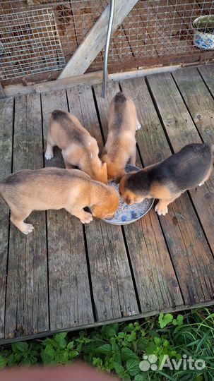 Щенки русской гончей