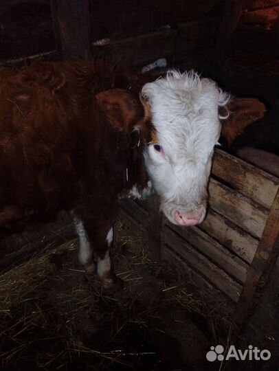 Бычки и телки