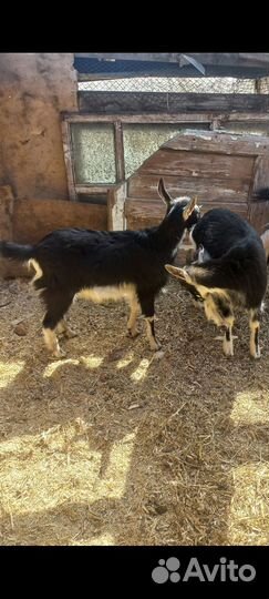 Козочки Козлики Козы дойные