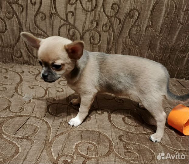 Щенки чихуахуа