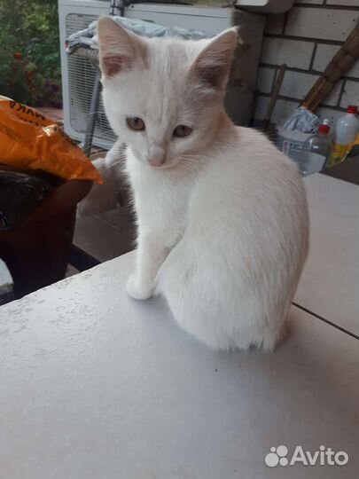 Отдам бесплатно 3 кошечек