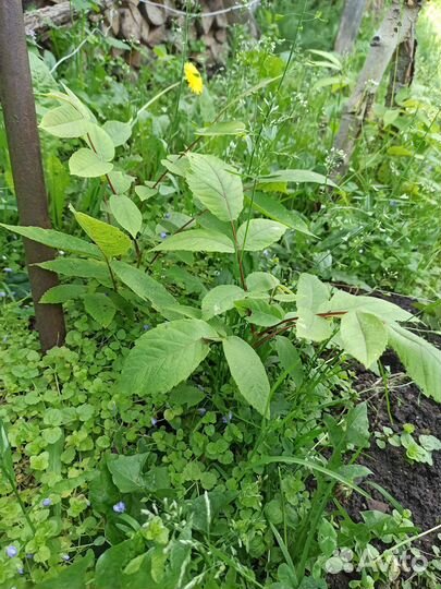 Маньчжурский орех, дубки, лещина