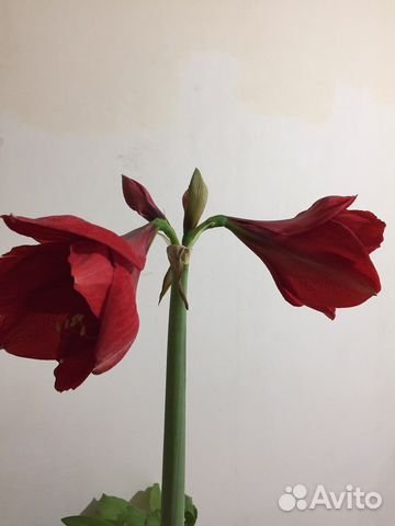 Гиппеаструм(амариллис)