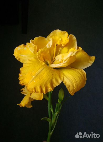 Лилейники махровые