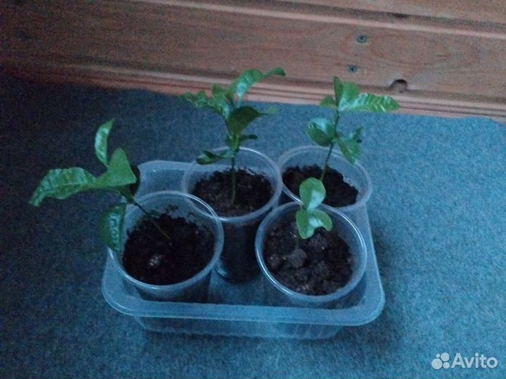 Мандариновое дерево