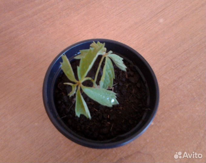 Дикий (девичий) виноград, трава бордюрная