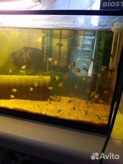 Аквариумные рыбки