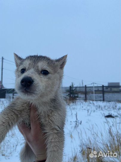 Отдам щенка в добрые руки