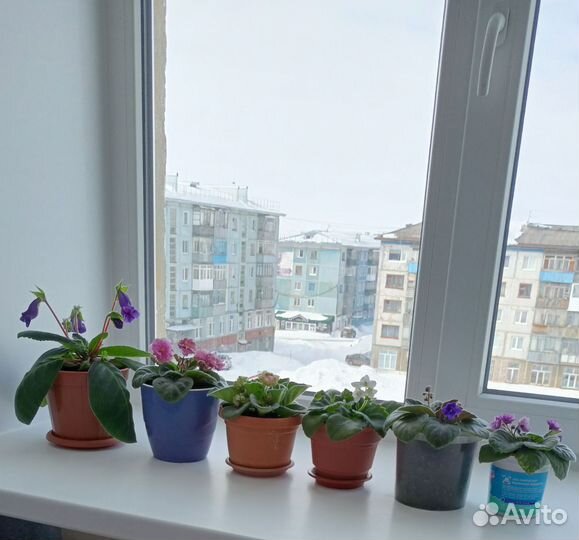 Разные цветы