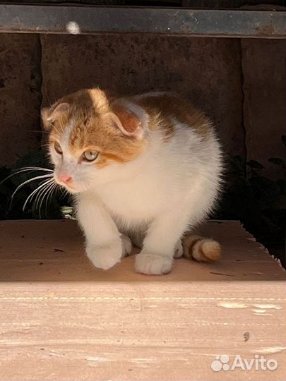 Вислоухий кот