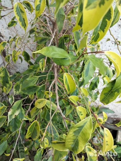 Фикус Бенджамина