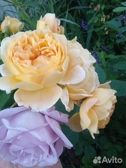 Розы Букеты Центр Владимира