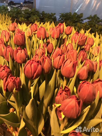 Тюльпаны оптом сорт world bowl