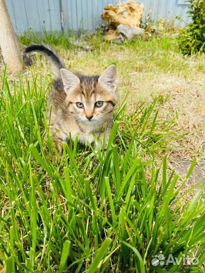 Котёнок в добрые руки, мальчик