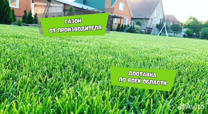 Рулонный газон, посевной газон