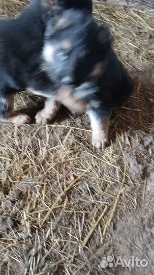 Щенки немецкой овчарки