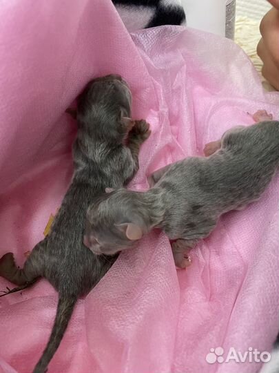 Котята в добрые руки бесплатно