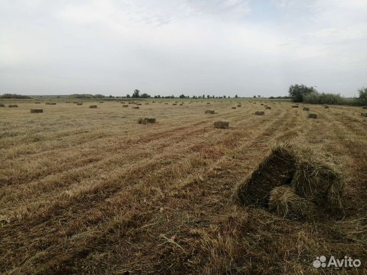 Продам сено
