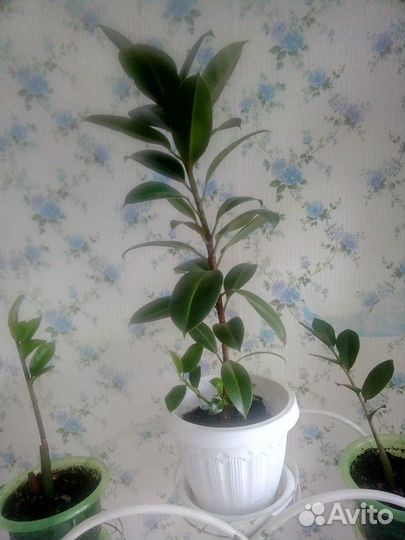 Цветы для дома и офиса