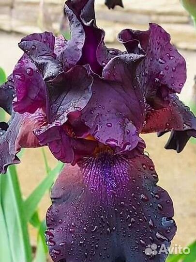 Ирисы бородатые сортовые