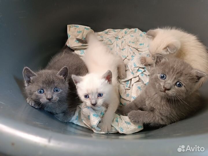 Котята