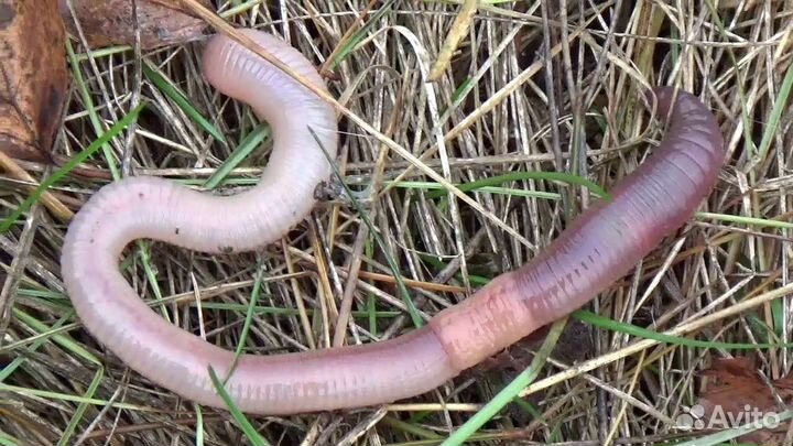 Выползок,гробак,дождевой червь